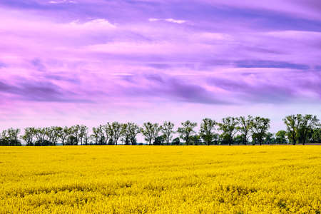Rural landscape with fields of blooming rapeseed and trees in spring in Polandの写真素材