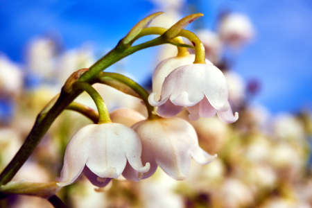 Small, flowering lilies of the valley flowers during spring in the garden