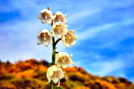 Small, flowering lilies of the valley flowers during spring in the garden
