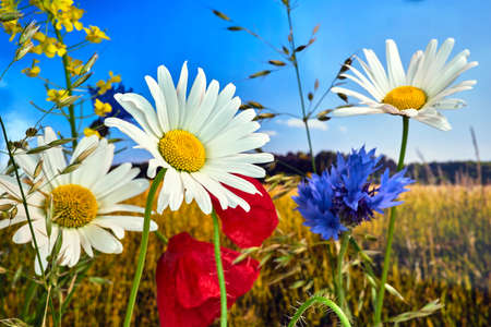 details of beautiful white screed flowers in the meadow during springの写真素材