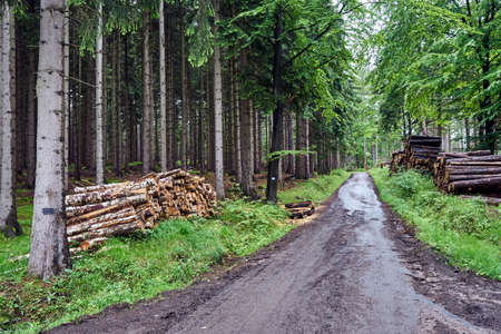 A hiking trail leading through a damaged gravel road through a forest in the Giant Mountains in...
