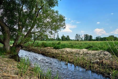 Tree by a small river on a sunny day in the lowland in Poland