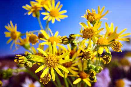 small, yellow flowers of the blooming Jacobaea vulgaris during the summer in a meadow in Polandの写真素材