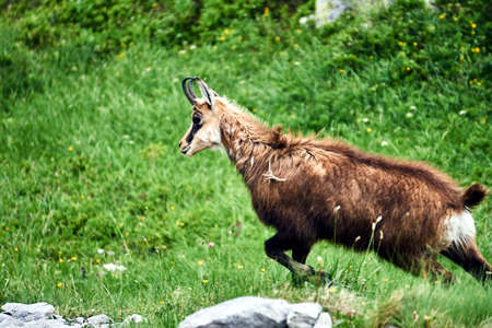 Tatra chamois in the meadow in the Tatra mountains in Polandの写真素材