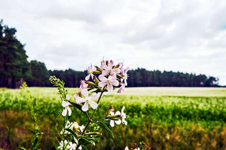 tiny flowers of blooming perennial Saponaria officinalis during summer in Poland