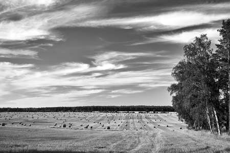 rural landscape with arable fields after the harvest in Poland, black and white,の写真素材