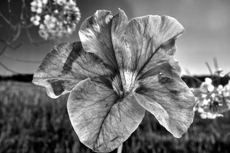 purple petals of a blooming surfinia flower in the garden, monochromeの写真素材