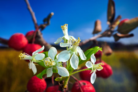 White flowers and small, spherical fruit of the paradise apple tree during autumn in Polandの写真素材