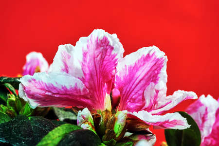 detail of small white and pink azalea flowers in Polandの写真素材