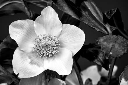 detail of white hellebore flower in Poland, monochromeの写真素材