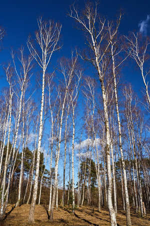 A birch grove against the background of the blue sky in Polandの写真素材
