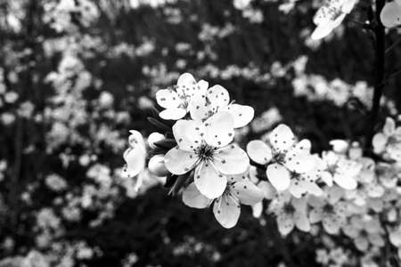 Blooming, white flowers of a fruit bush in spring in Poland, monochromeの写真素材