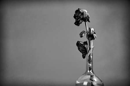 dried rose flower in a glass vessel on a red background in Poland, monochrome
