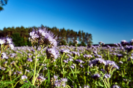 close-up of the facella tanacetifolia flower in summer in Polandの写真素材