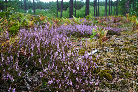 Blooming heathers in a forest clearing in Poland