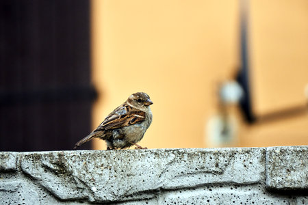 A sparrow perched on a wall in a city in Polandの写真素材