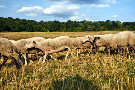 A herd of sheep grazing in a meadow in the Warta River backwaters in Poland