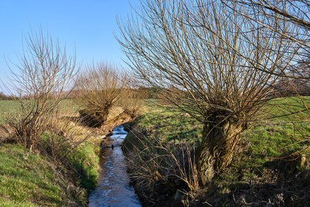 Willows tree on a stream on a sunny early spring day in Poland