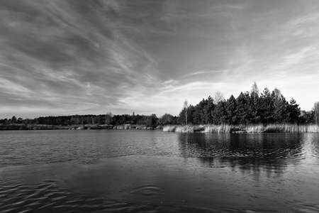Reeds and forest on the lake shore on a sunny spring day in Poland, monochrome