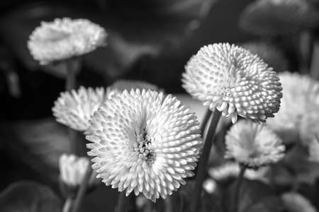 white, blooming daisy flowers in a meadow in spring in Poland, monochrome