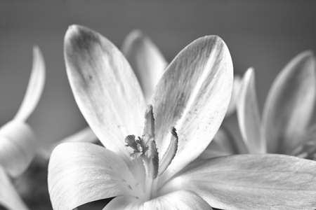 purple blooming crocus flower in a meadow in spring in Poland, monochrome