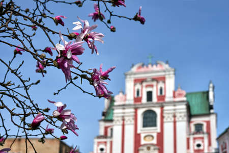 Blooming magnolia flowers against the background of the baroque church facade in the city of Poznan, Polandの写真素材