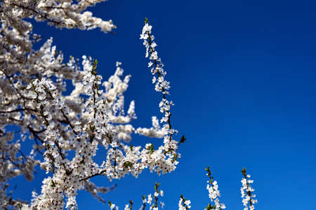 Blooming, white flowers of a fruit bush in spring against the sky in Poland