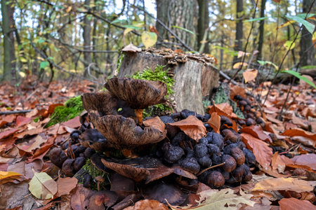 A cluster of lamellar inedible mushrooms in the forest during autumn in Polandの写真素材