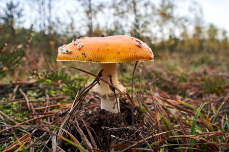 details of lamellar, inedible fungus among moss and fallen leaves in a forest during autumn in Polandの写真素材