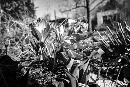 purple blooming crocus flower in a meadow in spring in Poland, monochromeの写真素材