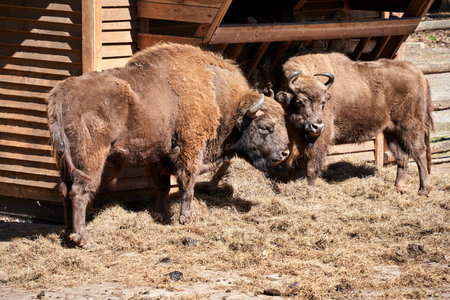 Two European bison at the pasture on the island of Wolin in Polandの写真素材