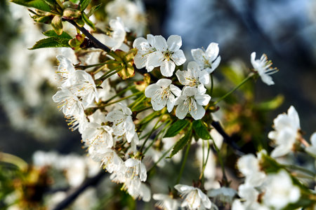 Blooming white flowers of a fruit bush in spring in Poland