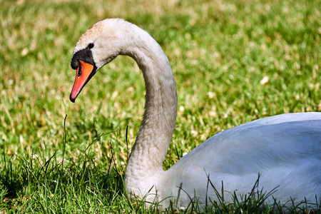 A white adult swan sitting on the grass in a meadow in Polandの写真素材