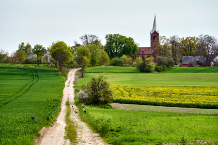 A group of herons resting on a dirt road among farmlands in spring, Polandの写真素材