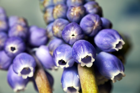 close-up of blooming grape hyacinth flowers in a meadow in spring, Polandの写真素材