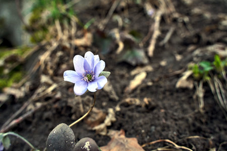 hepatica - purple flower in early spring in the forest, Polandの写真素材
