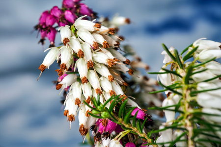 close-up of a heather flower blooming in spring, Poland