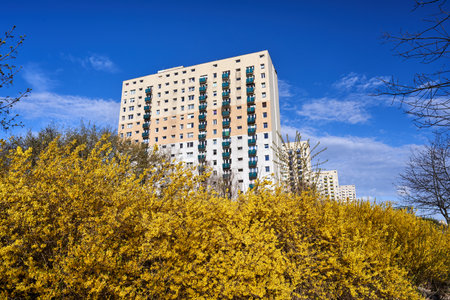 flowering forsythia bush and the facade with balconies of a residential high-rise building in...