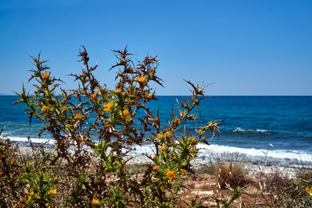 A blooming thistle bush on the seashore on the island of Crete, Greeceの写真素材