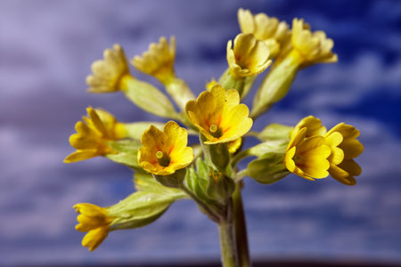 close-up of a spring blooming primrose flower, Poland