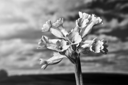 close-up of a spring blooming primrose flower, Poland, monochromeの写真素材