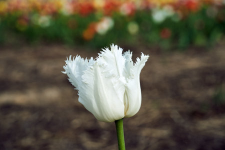 white blooming tulip flower in spring garden, Polandの写真素材