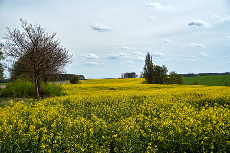 arable fields with blooming rapeseed in spring, Poland
