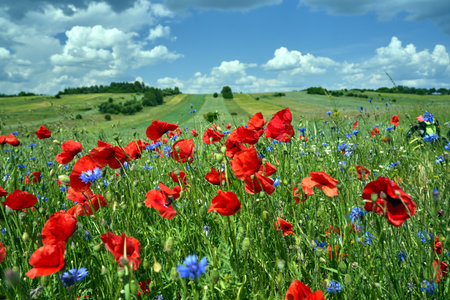 Colorful blue Crambes and poppies flowers on a sunny day in the meadow, Poland