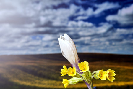 close-up of a spring blooming primrose flower, Poland