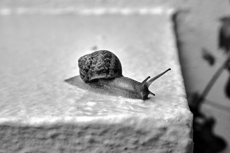 a snail with a shell crawling on a concrete wall after rain in monochromeの写真素材