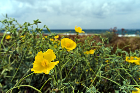 Wildly growing, blooming poppies on the shore of the Mediterranean Sea on the island of Cyprusの写真素材