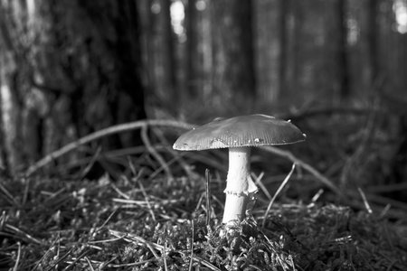 Closeup of toadstool fungus among forest heather bushes during autumn, Poland, monochromeの写真素材