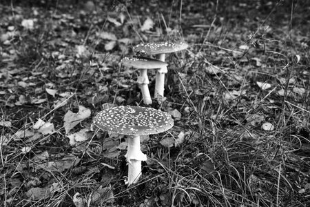 Closeup of toadstool fungus among forest heather bushes during autumn, Polandの写真素材