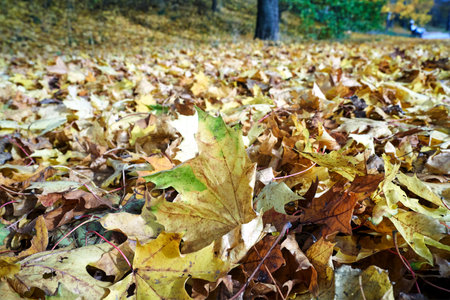 maple leaves lying on the ground in a park in autumn in Poznan, Poland